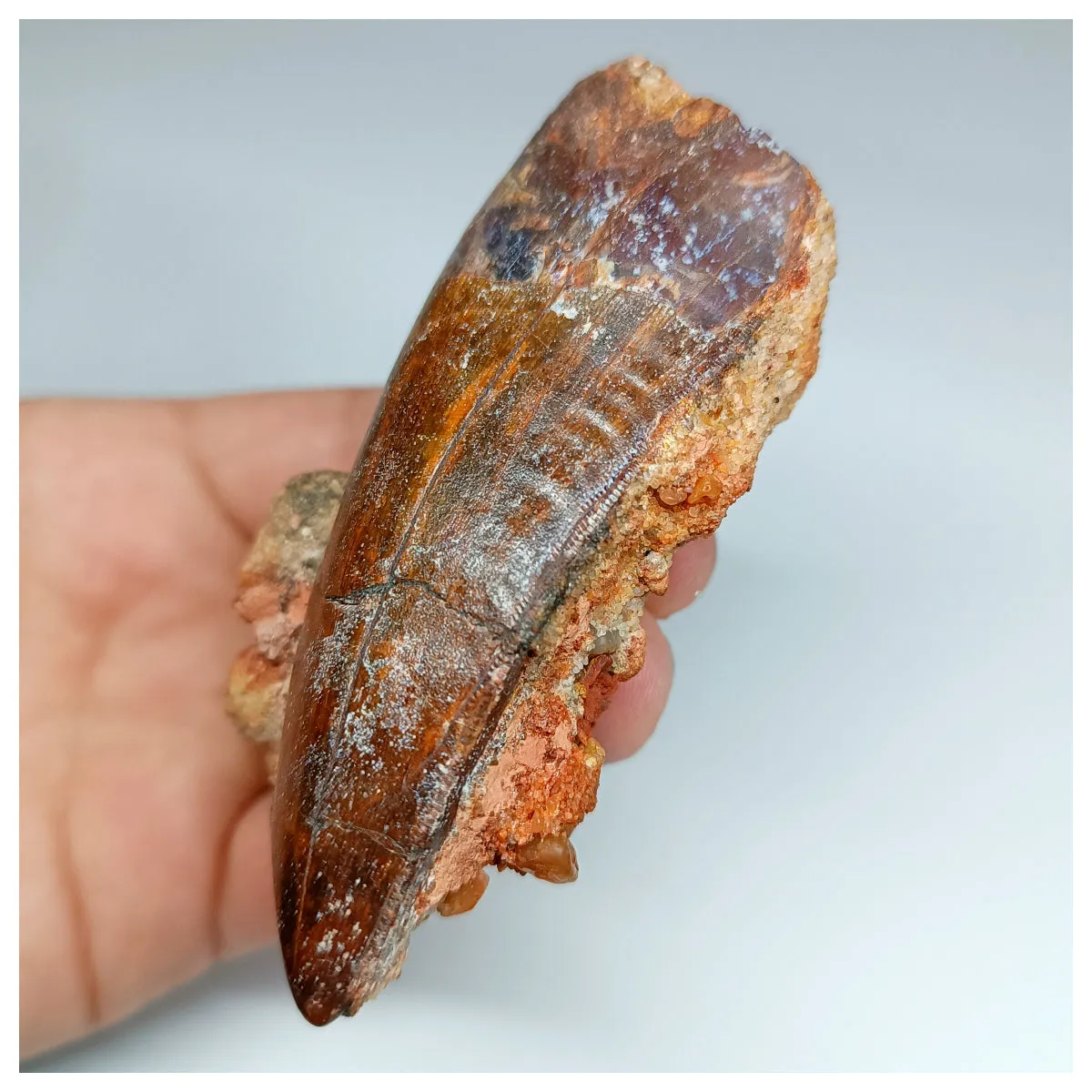 1037 - Huge Carcharodontosaurus saharicus 3.34'' Dinosaur Tooth in Natural Matrix