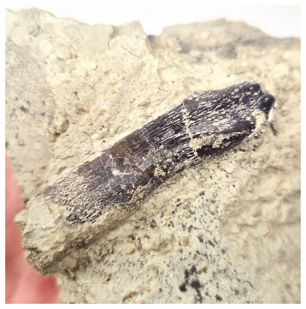 1513 - Top Rare Atlasaurus imelakei Sauropod Dinosaur Tooth in Matrix - Jurassic El Mers Fm
