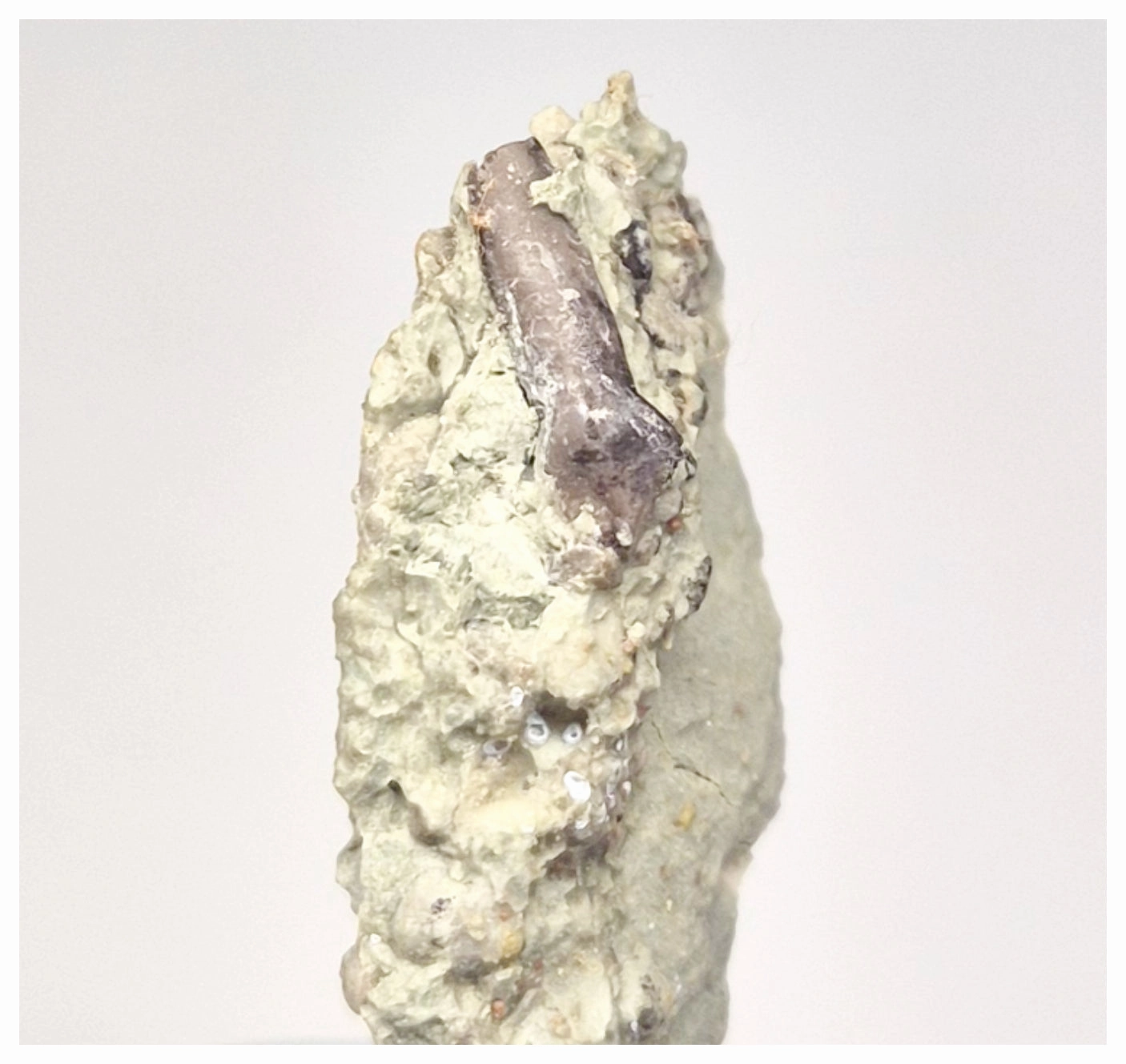 1522 - Museum Grade Unique Spicomellus afer Oldest Ankylosaurian Dinosaur Tooth - El Mers Fm