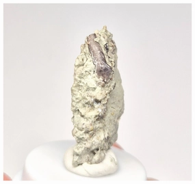 1522 - Museum Grade Unique Spicomellus afer Oldest Ankylosaurian Dinosaur Tooth - El Mers Fm