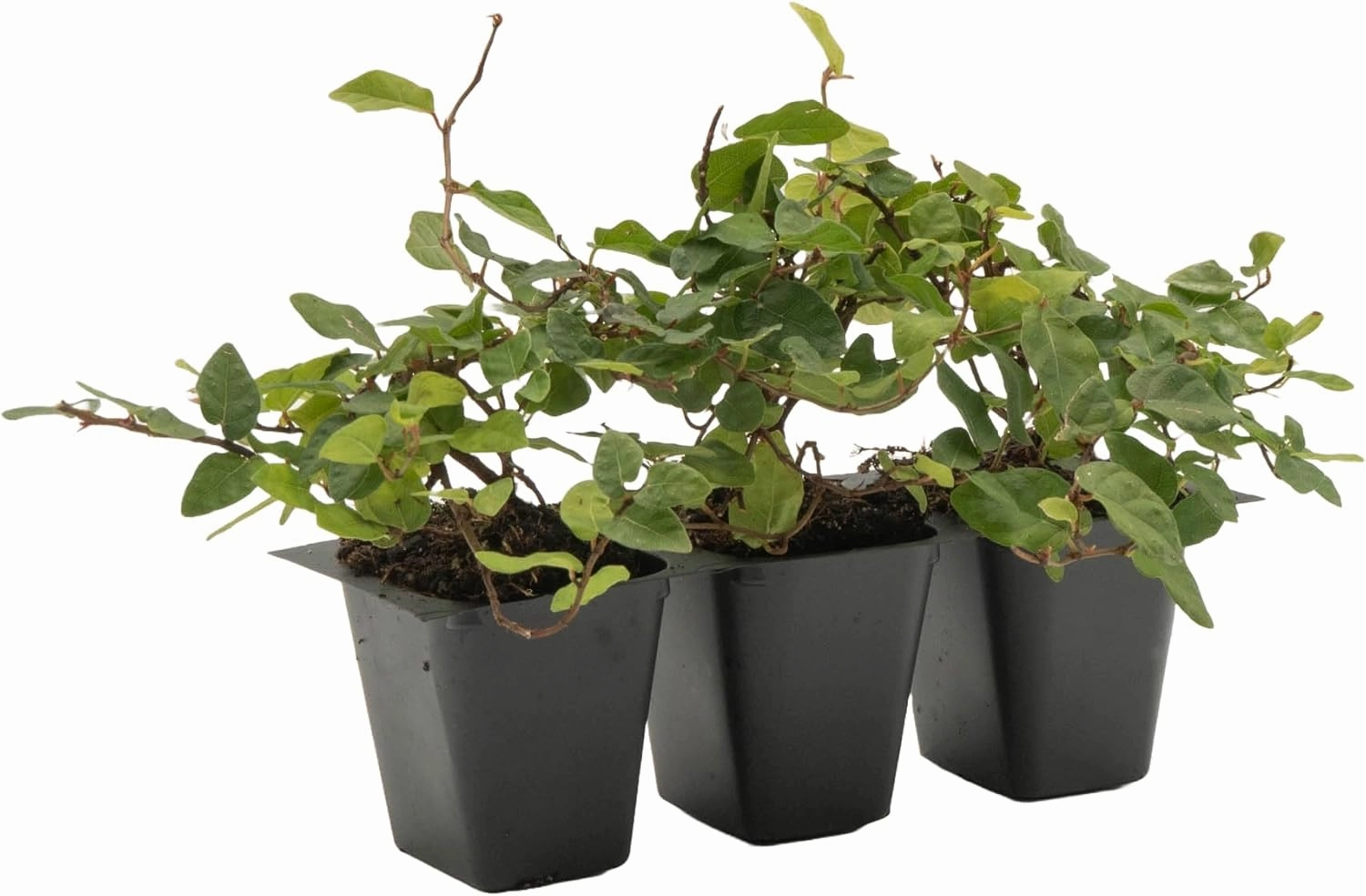 3 Creeping Fig, Live Plants – Ficus Repens – Fast-Growing & Versatile Climbing Vine in 2.5” Nursery Cubes – Perfect for Living Walls, Topiaries, Ground Cover & Indoor/Outdoor Decor