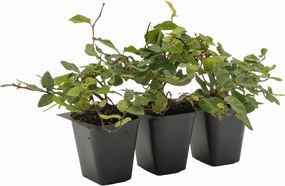 3 Creeping Fig, Live Plants – Ficus Repens – Fast-Growing & Versatile Climbing Vine in 2.5” Nursery Cubes – Perfect for Living Walls, Topiaries, Ground Cover & Indoor/Outdoor Decor