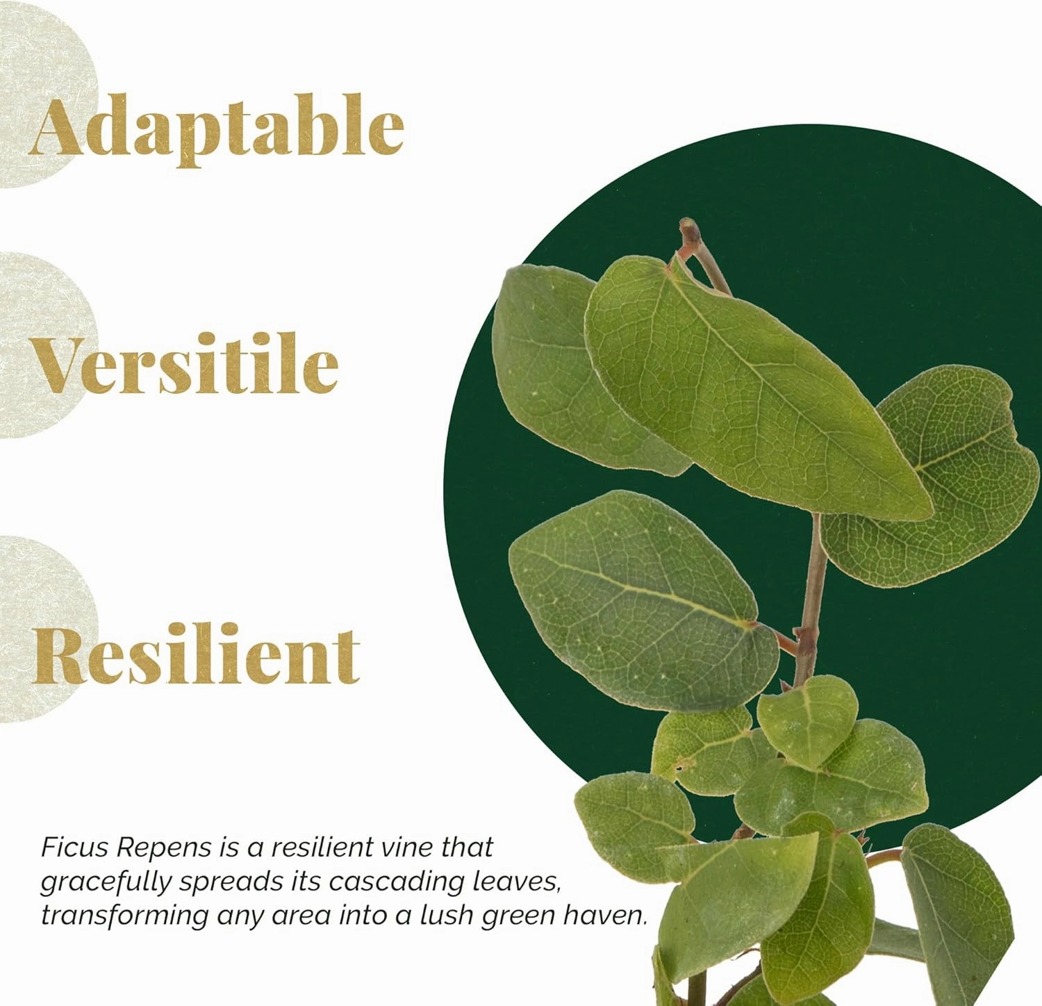 3 Creeping Fig, Live Plants – Ficus Repens – Fast-Growing & Versatile Climbing Vine in 2.5” Nursery Cubes – Perfect for Living Walls, Topiaries, Ground Cover & Indoor/Outdoor Decor