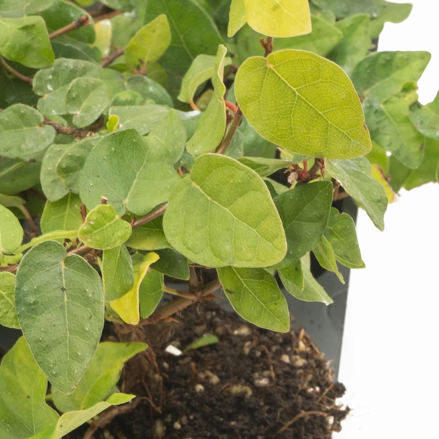 3 Creeping Fig, Live Plants – Ficus Repens – Fast-Growing & Versatile Climbing Vine in 2.5” Nursery Cubes – Perfect for Living Walls, Topiaries, Ground Cover & Indoor/Outdoor Decor