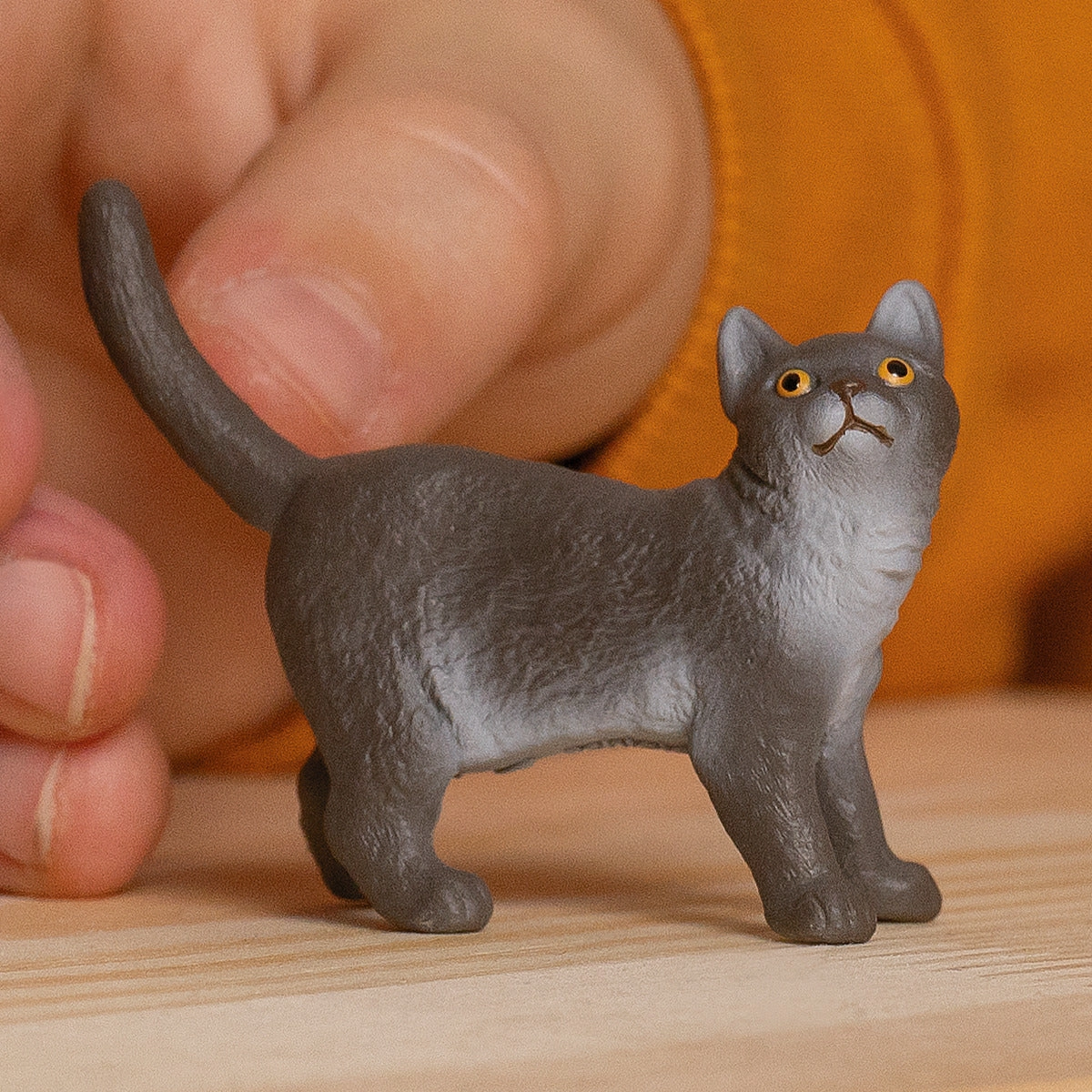 British Shorthair Cat