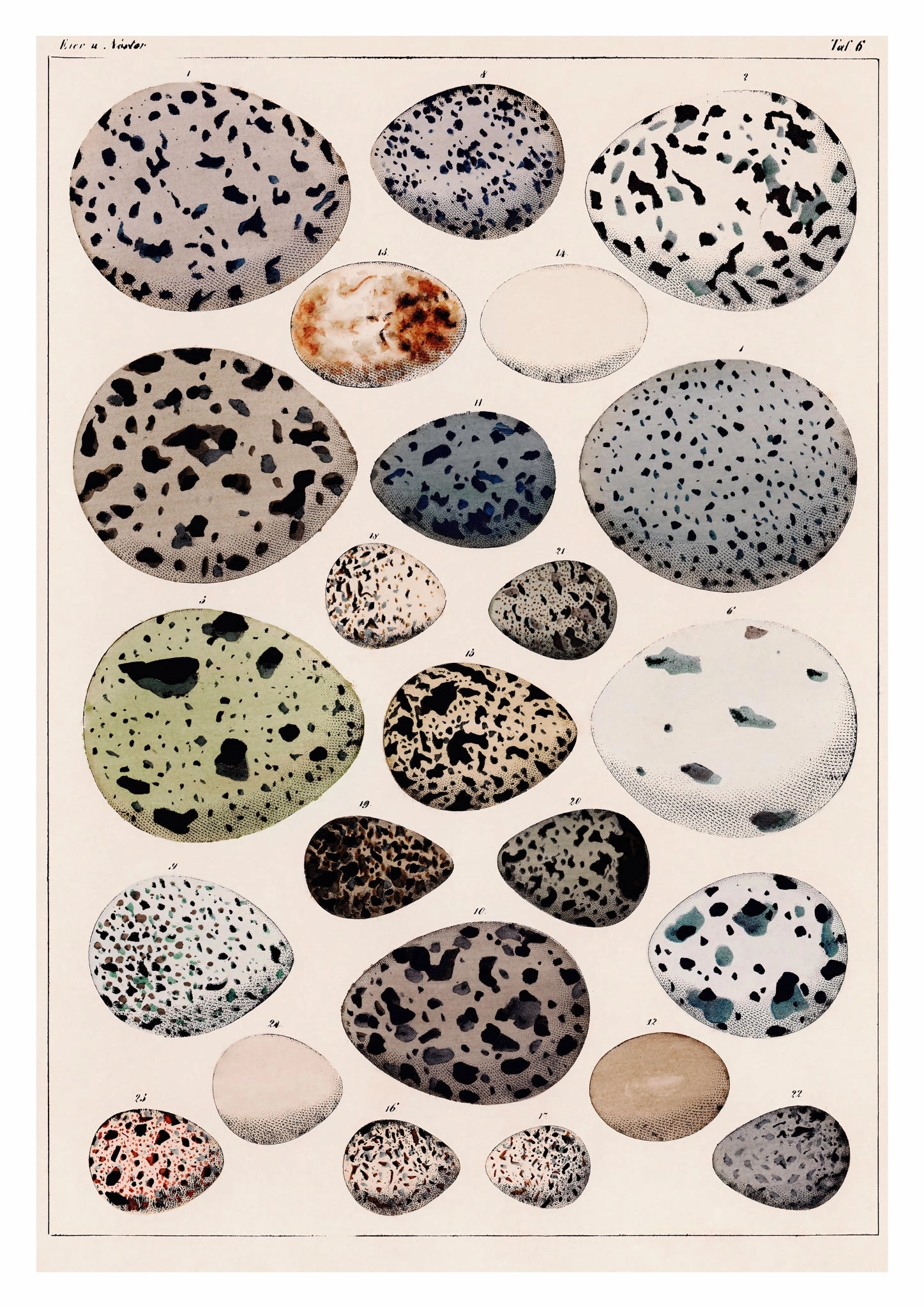 Dinosaur Eggs