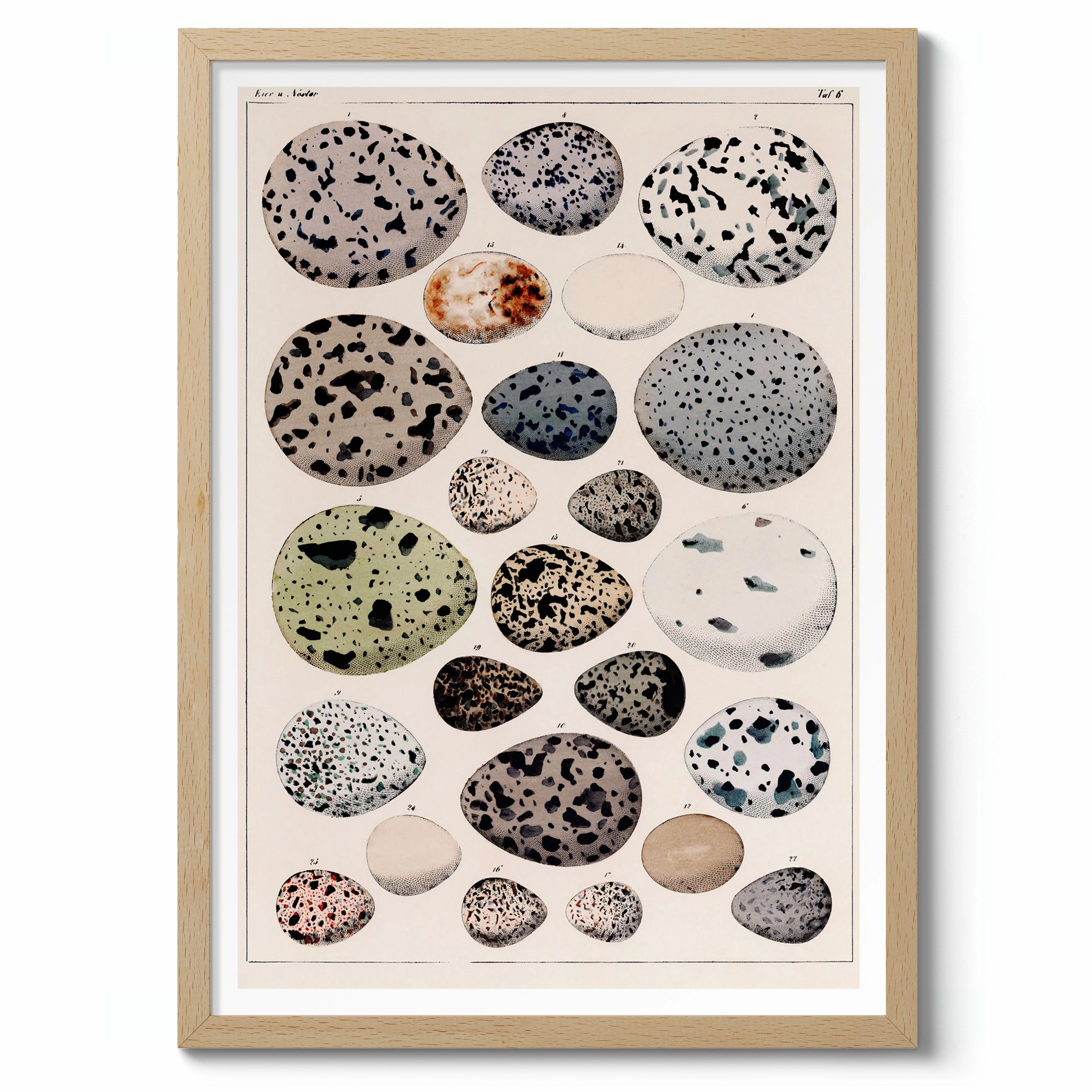 Dinosaur Eggs