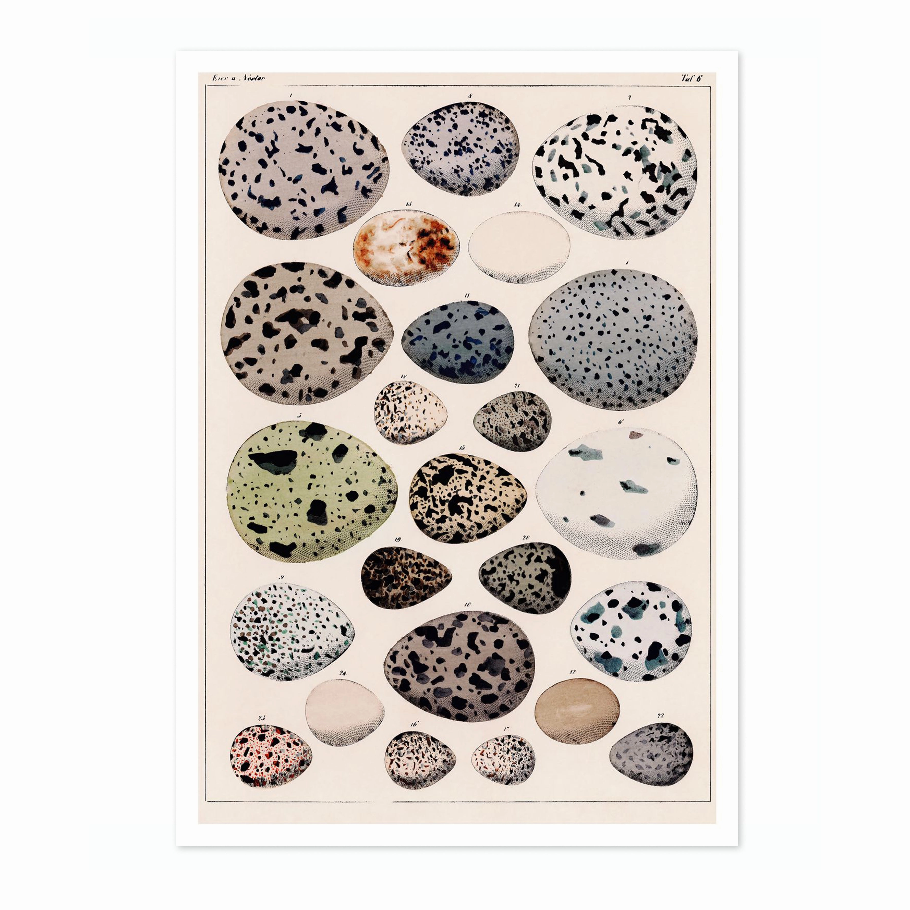 Dinosaur Eggs