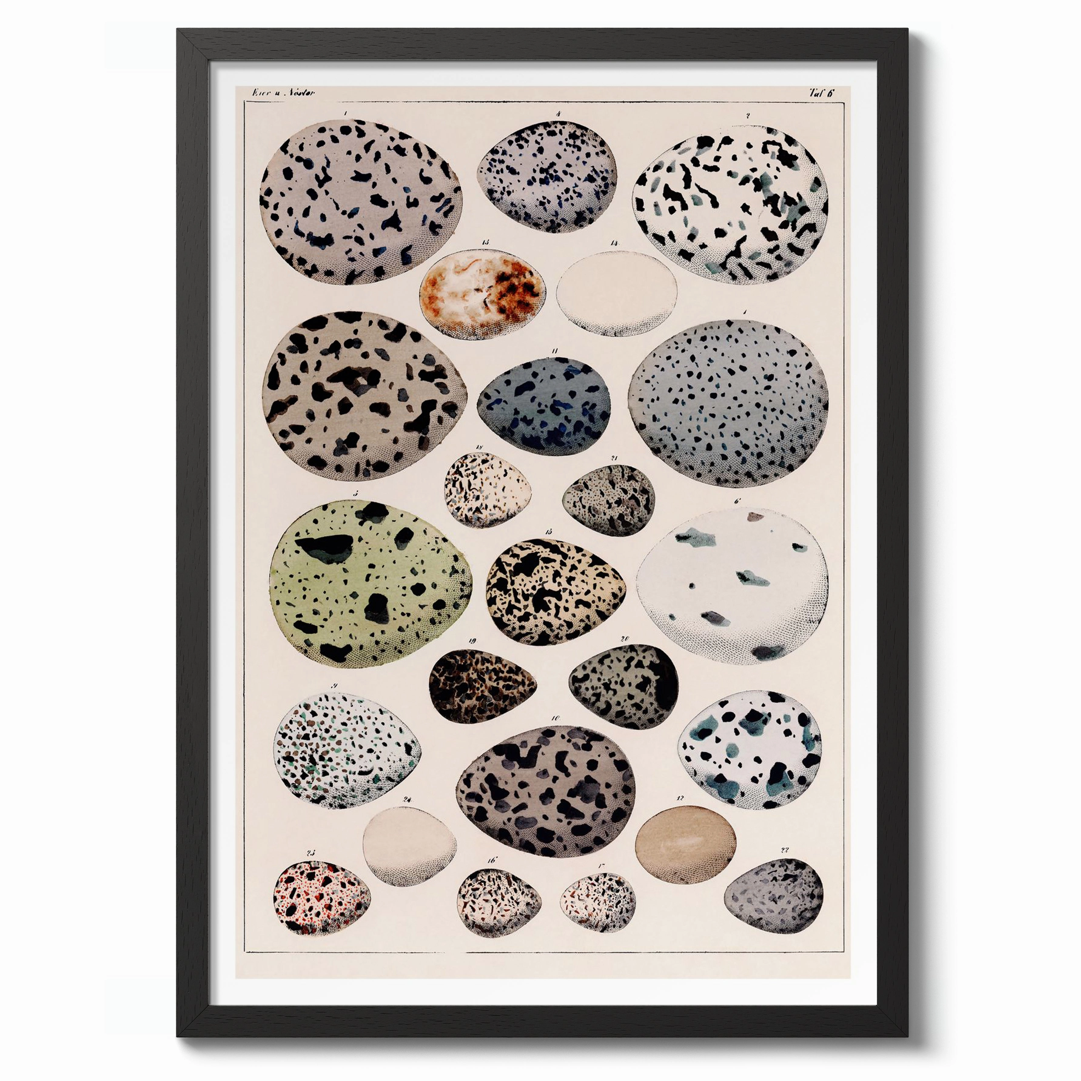 Dinosaur Eggs