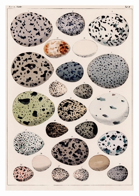 Dinosaur Eggs