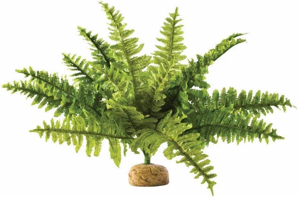 Exo Terra,Reptiles, Amphibians Boston Fern Terrarium Plant, Medium