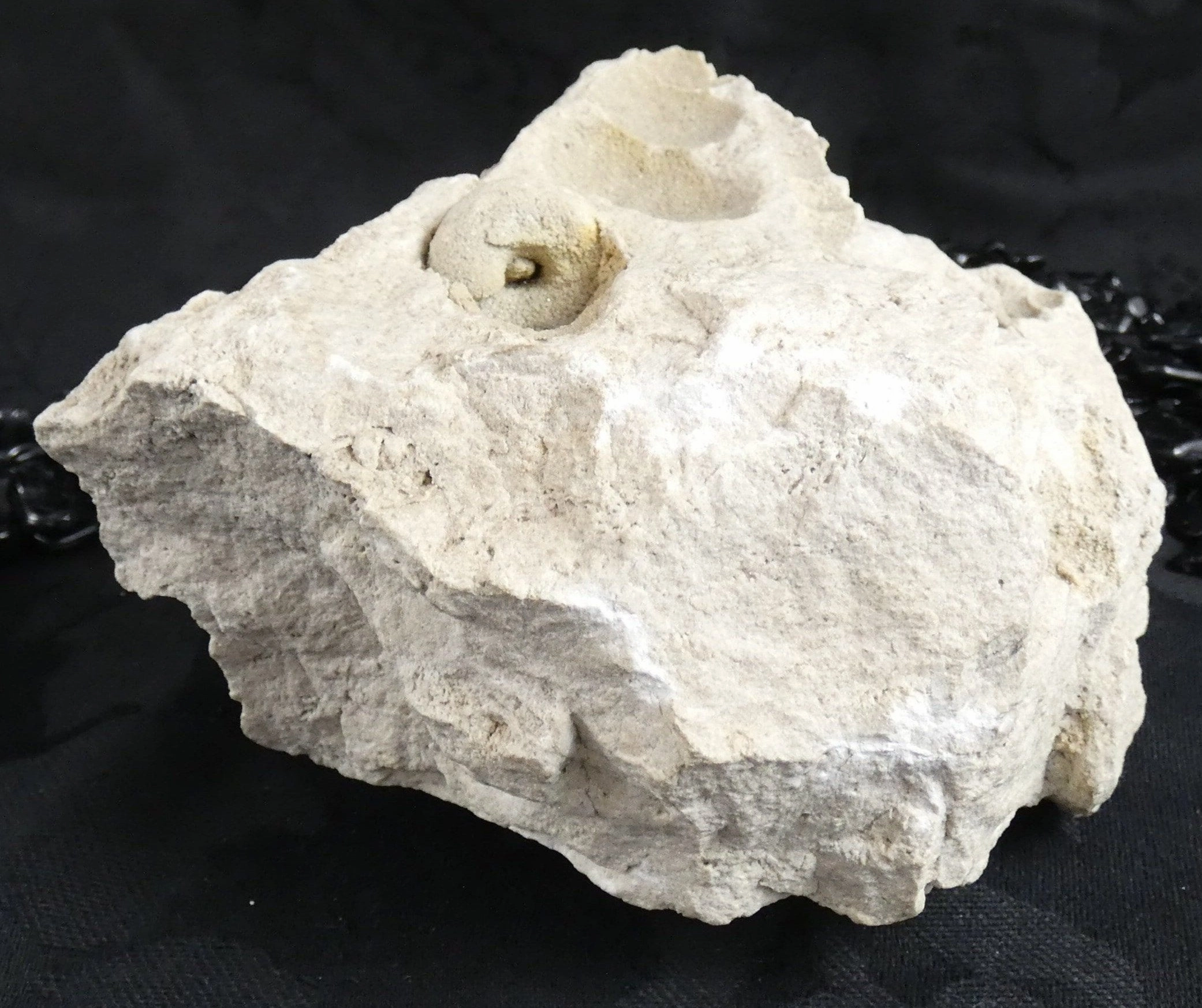 Fossilized Shells & Imprints in Crystallized Matrix