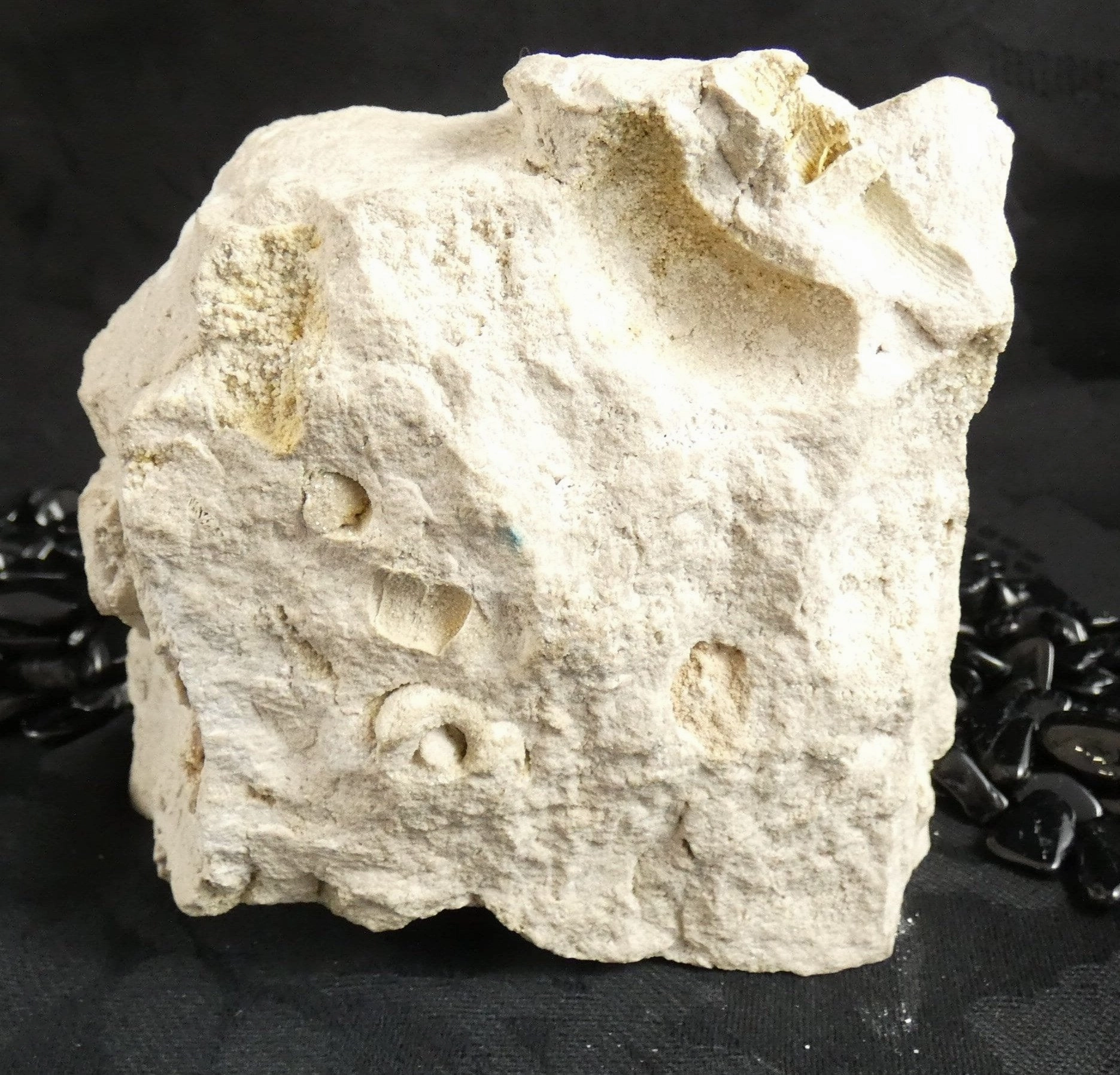Fossilized Shells & Imprints in Crystallized Matrix