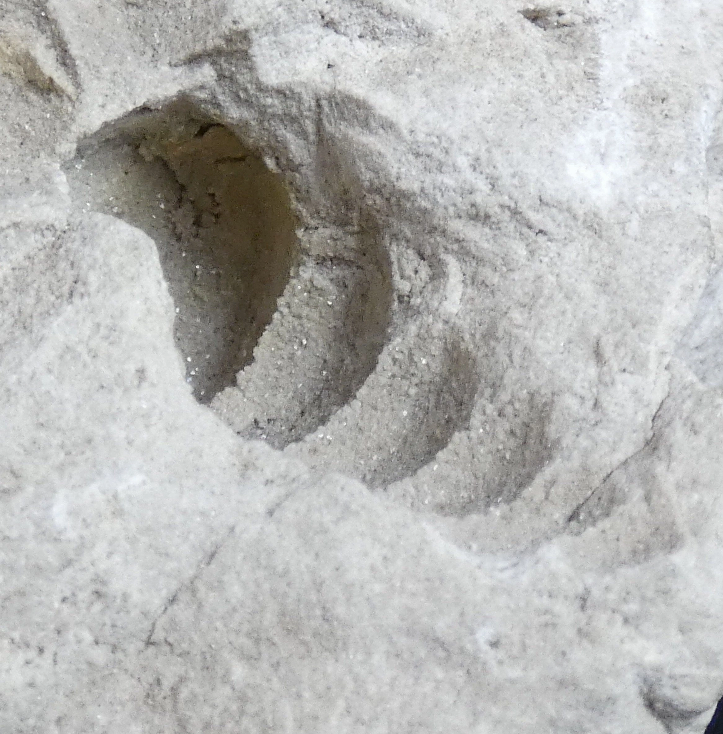 Fossilized Shells & Imprints in Crystallized Matrix