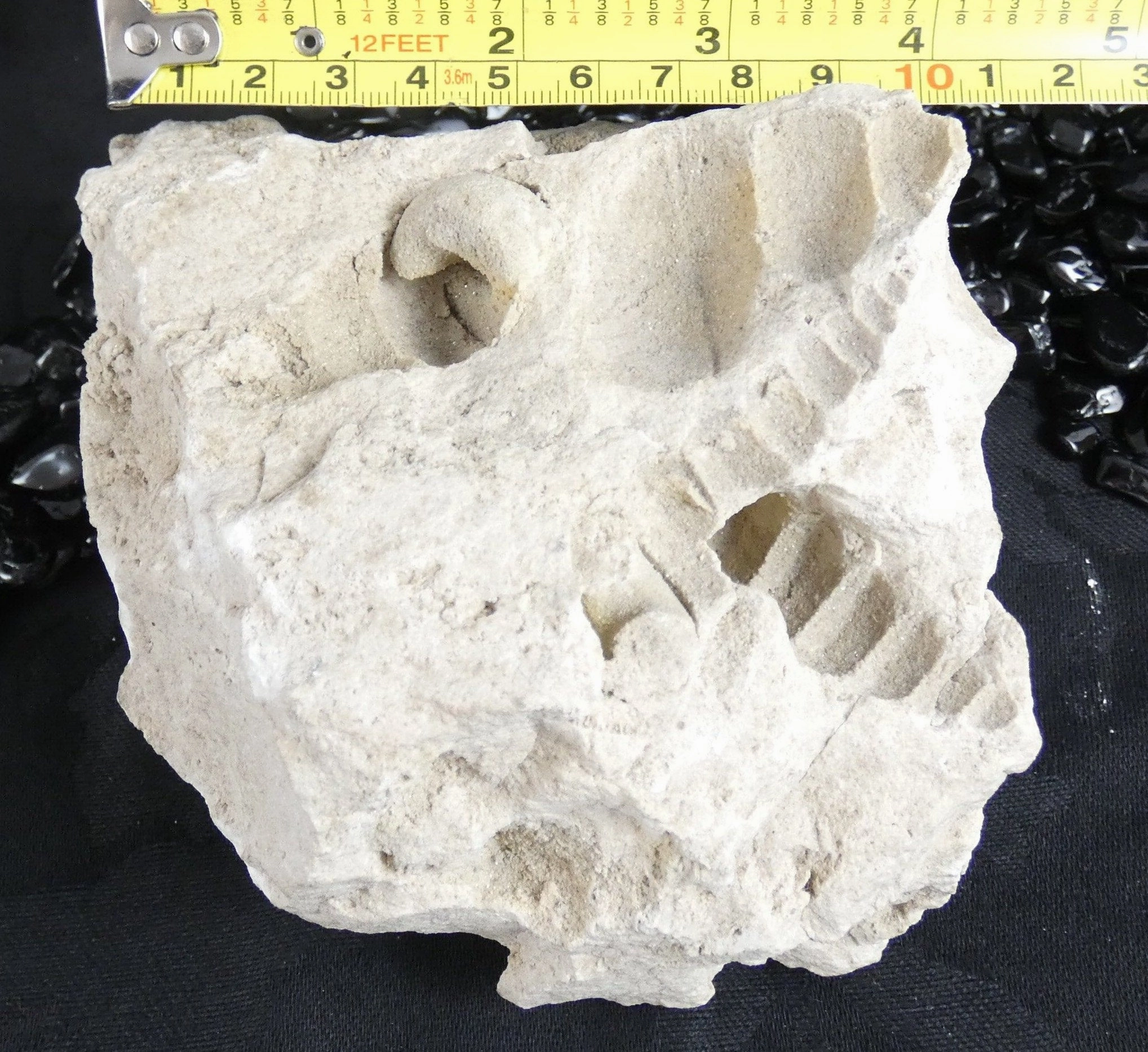 Fossilized Shells & Imprints in Crystallized Matrix