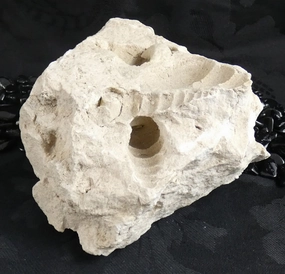 Fossilized Shells & Imprints in Crystallized Matrix