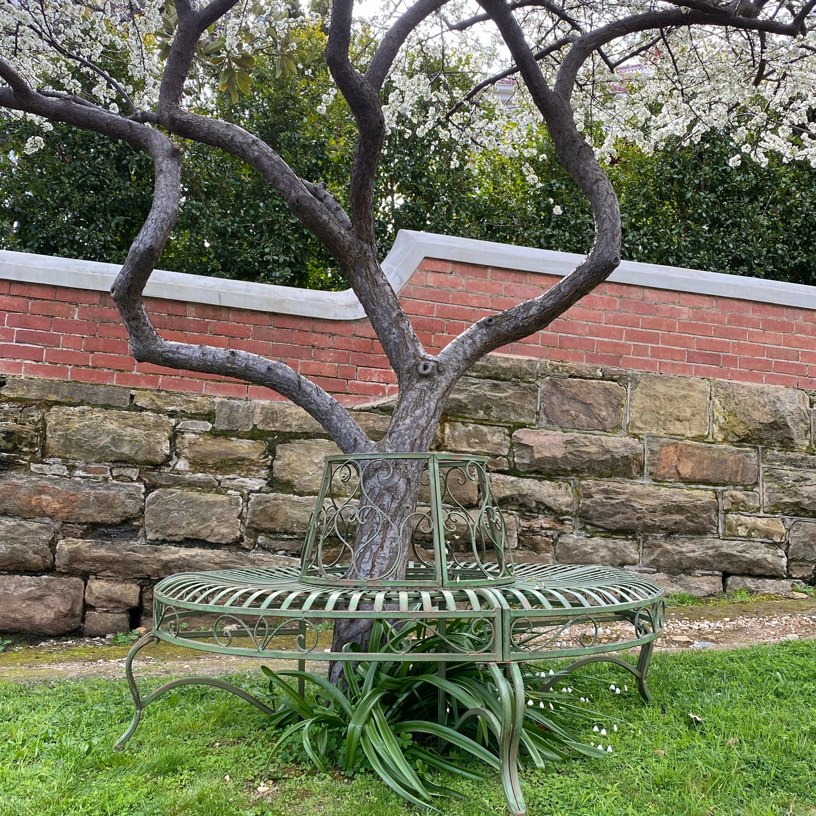 Hazel Tree Surround - Distressed Green