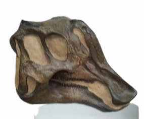 Lambeosaurus Dinosaur Skull Cast Replica Resin Duckbilled Hadrosaur