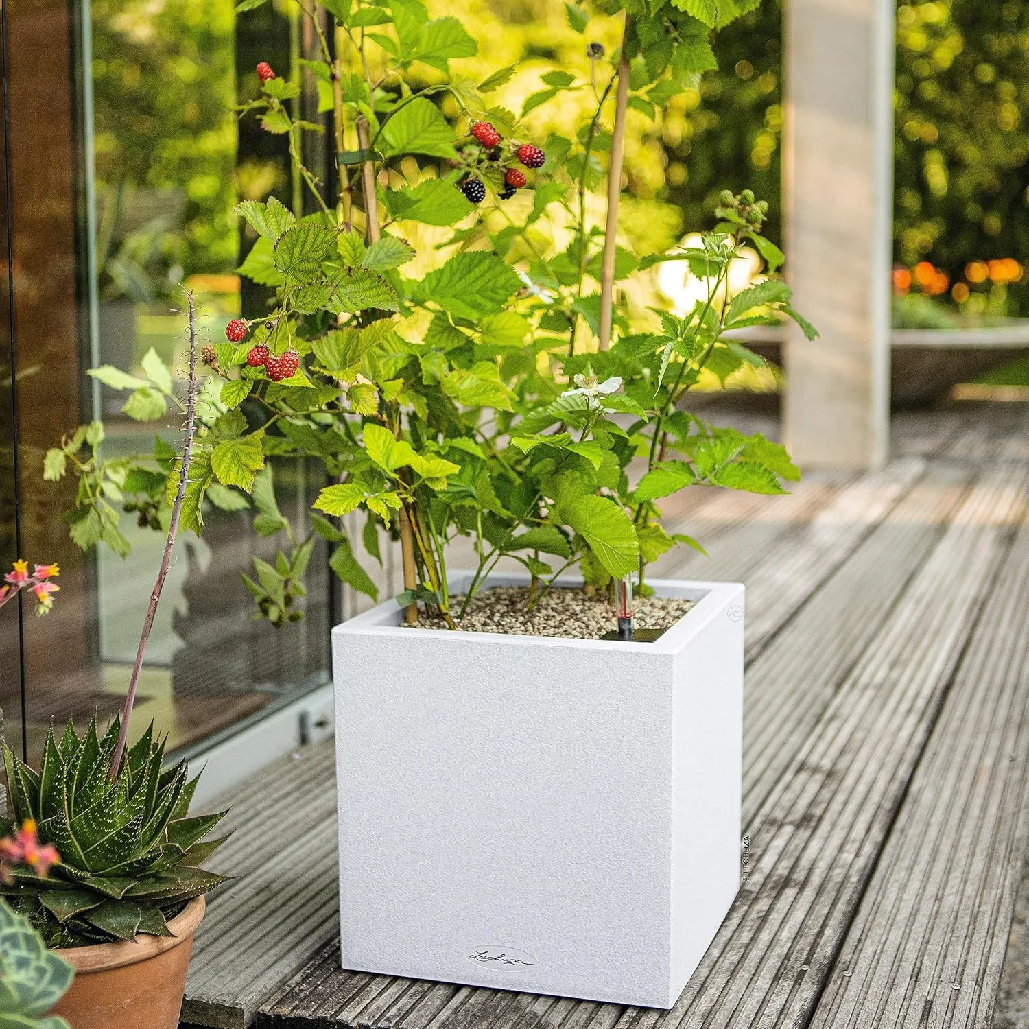 Lechuza 13707 Canto Stone 30 Low Self-Watering Planter for Indoor and Outdoor Use, 12" x 12" x 12", White