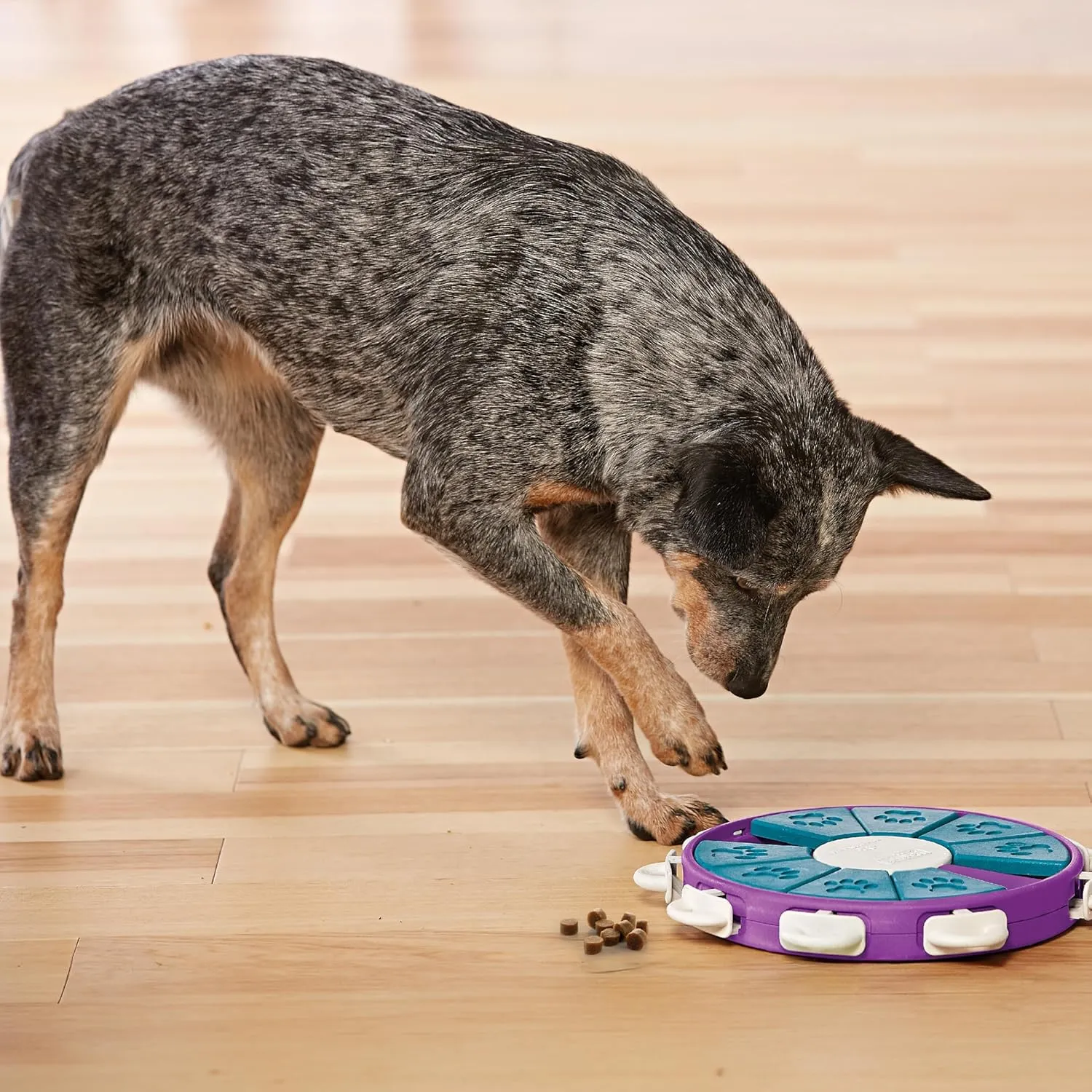 Outward Hound by Nina Ottosson Dog Twister Treat Puzzle Enrichment Toy, Level 3 Advanced, Purple