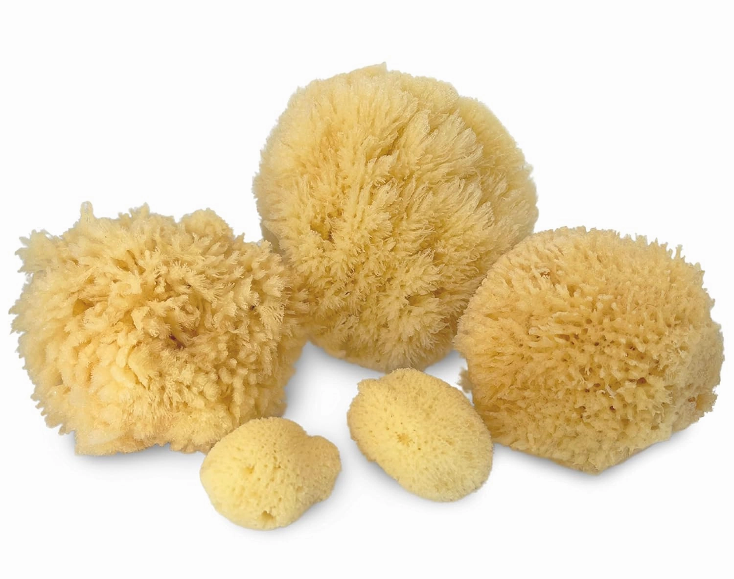 Real Natural Sea Sponges Multipack - 5pc Spa Gift Set in Premium Bag, Kind on Skin, for Bath Shower Facial Cleansing, Pamper Moms Brides Girlfriends & Teens by Constantia Beauty®