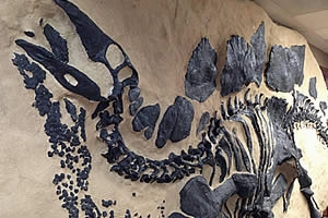 Stegosaurus skeleton dig panel
