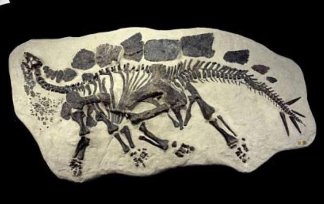 Stegosaurus skeleton dig panel