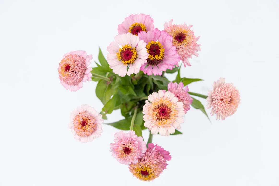 Zinderella Lilac