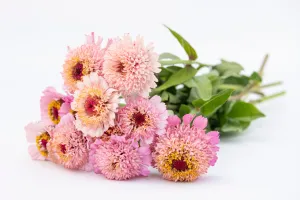 Zinderella Lilac
